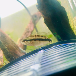 アピストグラマ Ap.クランデリ(ギガス)