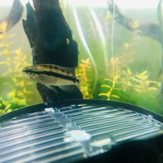 アピストグラマ Ap.クランデリ(ギガス)の画像