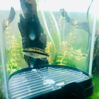 アピストグラマ Ap.クランデリ(ギガス)の画像