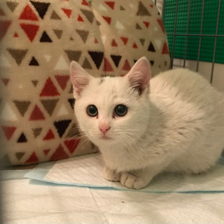 生後3ヶ月、白猫ちゃん　メス - 猫