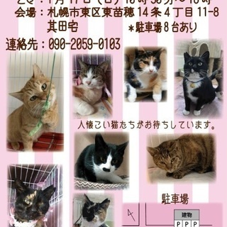 人懐こい成猫たちの譲渡会