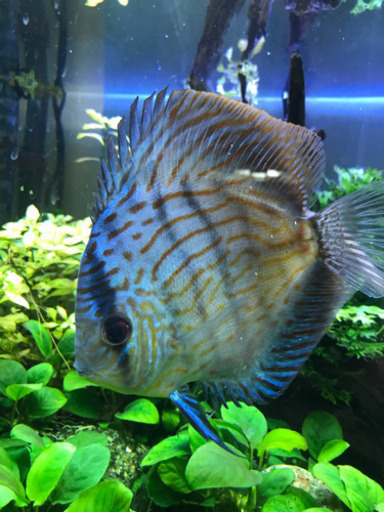 ディスカス  18センチ