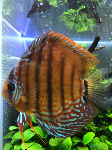 ディスカス  16センチ