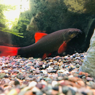 レッドテールブラックシャークの画像