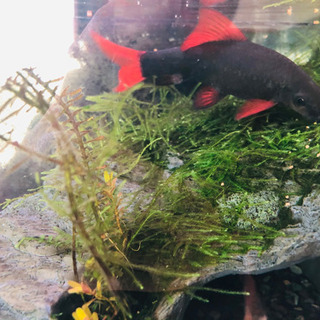 レッドテールブラックシャークの画像