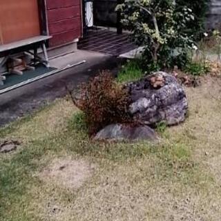 庭石引き取り限定
