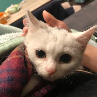 生後3ヶ月、白猫ちゃん　メス − 愛知県