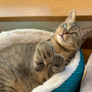 おとな猫ちゃんの魅力