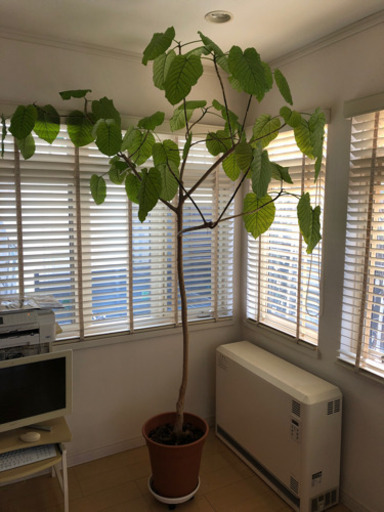 ウンベラータ　観葉植物　巨大