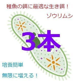 ☆ゾウリムシ種水　メダカ　グッピー　ベタ　稚魚　針子　餌　超濃縮...