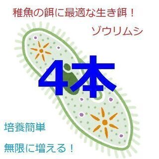 ☆ゾウリムシ種水　メダカ　グッピー　ベタ　稚魚　針子　餌　超濃縮...