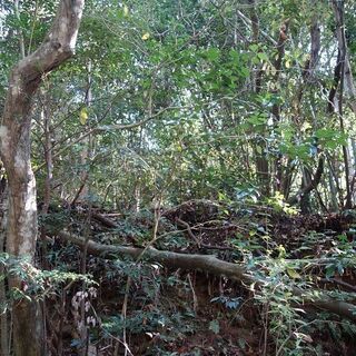 鹿児島市川田町　売地　3286.96坪山林900万円 - 鹿児島市
