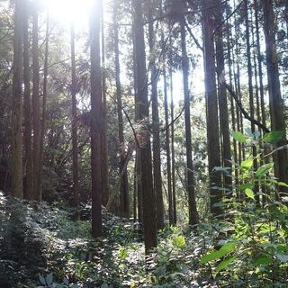 鹿児島市川田町　売地　3286.96坪山林900万円 - 土地販売/土地売買