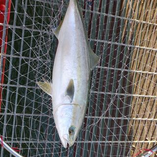 平日釣行可能な釣り仲間募集