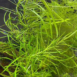 水草　無農薬　ポゴステモンメンメン値下げ
