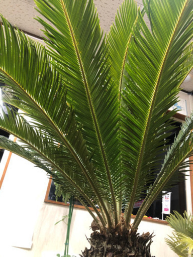 ソテツ　蘇鉄　鉢植え　1メートル