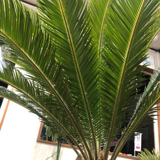 ソテツ　蘇鉄　鉢植え　1メートルの画像