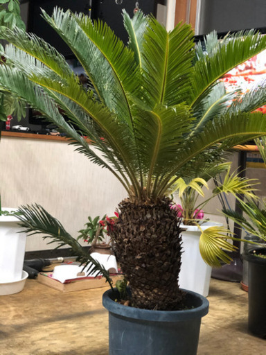 ソテツ　蘇鉄　鉢植え　1メートル