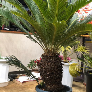 ソテツ　蘇鉄　鉢植え　1メートルの画像