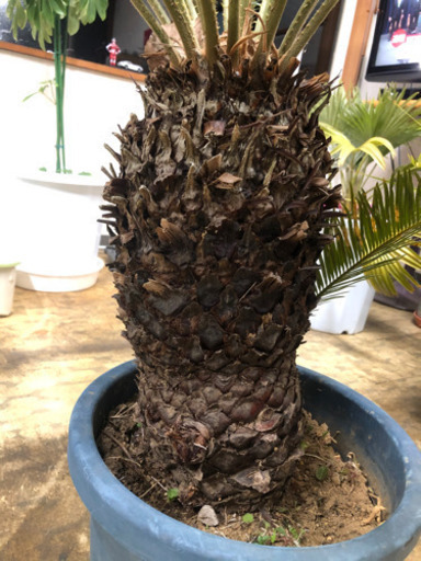 ソテツ　蘇鉄　鉢植え　1メートル