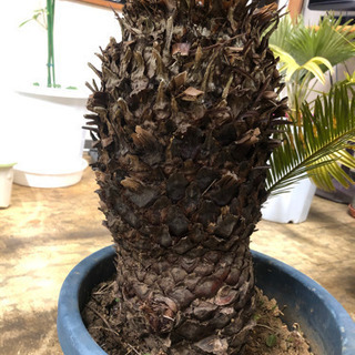 ソテツ　蘇鉄　鉢植え　1メートルの画像