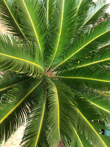 ソテツ　蘇鉄　鉢植え　1メートル