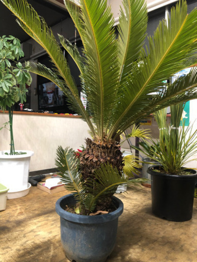 ソテツ　蘇鉄　鉢植え　1メートル