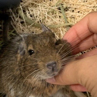 デグーの里親さんを探しています