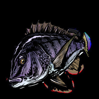 釣行メンバー募集【落とし込み編】