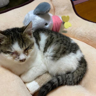 オスの子猫
