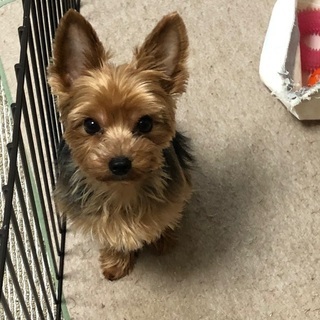 【迷子犬】見つかりました。ありがとうございました。