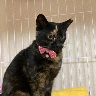 サビ猫のビビちゃん