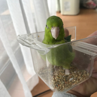 鳥好き集まれ！！ - 比企郡