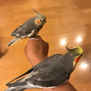 鳥好き集まれ！！ - 友達
