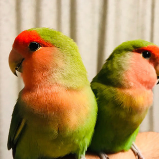 鳥好き集まれ！！