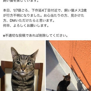 迷子の猫ちゃんを探している方がいらっしゃいます。