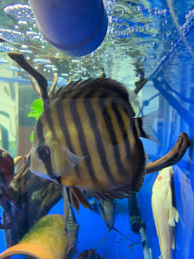 ワイルドディスカス …①