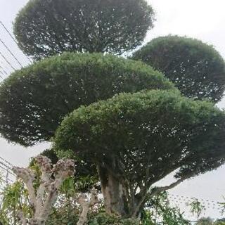 イヌマキの大木探してます。