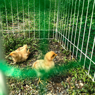 にわとり飼っている方、ニワトリ飼いたいと思ってる方🐣