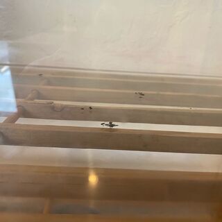 ガラス製水槽 W60cm×D30cm×H36cm ガラス厚約5mm n002の画像