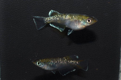 エメラルドフィン　めだか【SOLDOUT】(垂水様直系個体　グリーンタイプ)１ペア　発送可能！【メダカチョモランマ】No.1