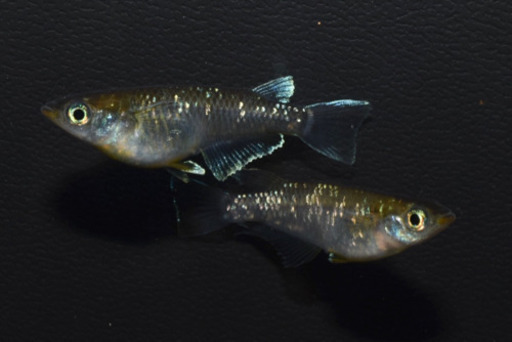 エメラルドフィン　めだか【SOLDOUT】(垂水様直系個体　グリーンタイプ)１ペア　発送可能！【メダカチョモランマ】No.2