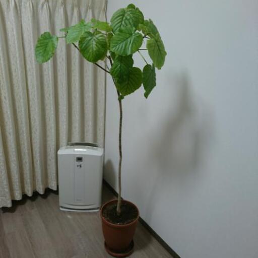 ウンベラータ 165cm