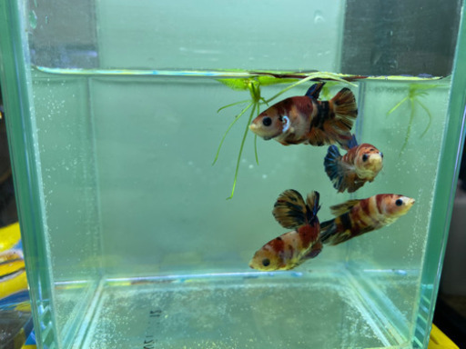 魚　ベタ恋、ネモキャンディ、恋ガラックシー