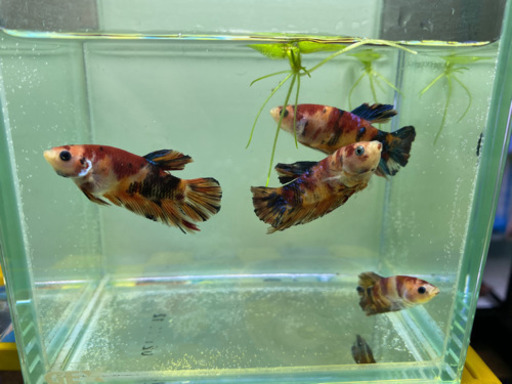 魚　ベタ恋、ネモキャンディ、恋ガラックシー