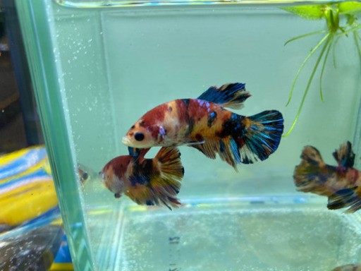 魚　ベタ恋、ネモキャンディ、恋ガラックシー