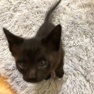 小さくも活発にはしゃぐ黒子猫です。