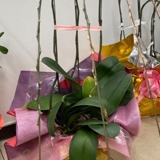 胡蝶蘭4株、無料でお譲りします。の画像