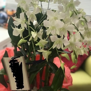 胡蝶蘭4株、無料でお譲りします。の画像