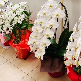 胡蝶蘭4株、無料でお譲りします。の画像